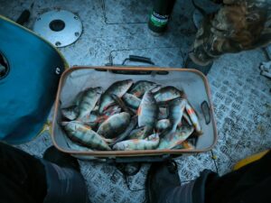 WhatsApp Image 2025-12-11 at 11.13.18