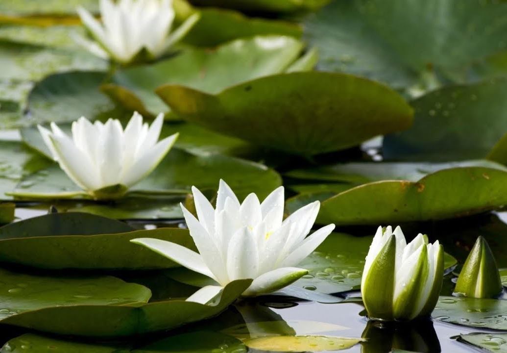 Кувшинки и водяные лилии дельты Волги
